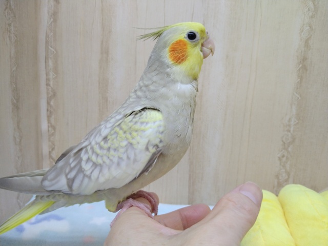 オカメインコ