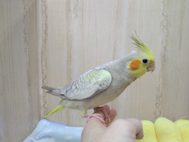 オカメインコ
