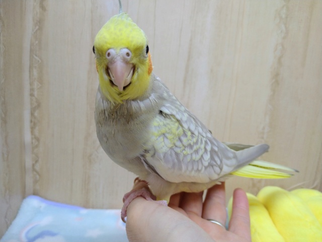 オカメインコ