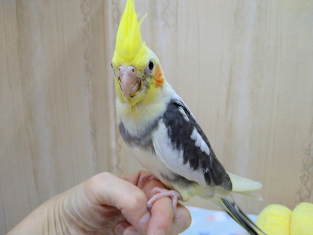 オカメインコ