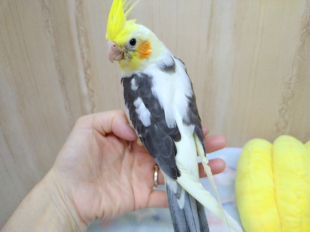 オカメインコ