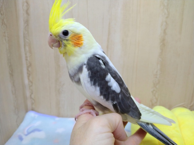オカメインコ