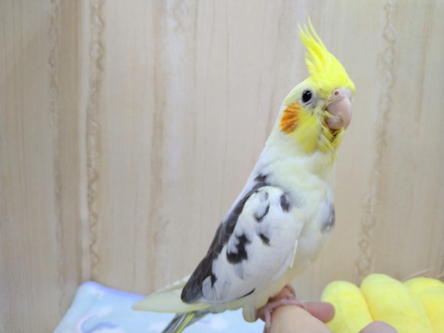 オカメインコ