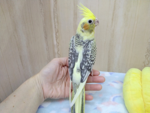 オカメインコ