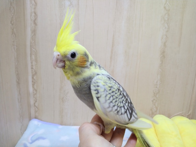 オカメインコ