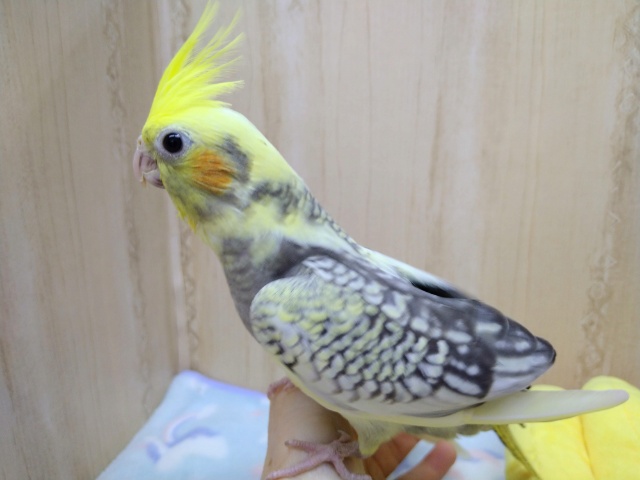 オカメインコ
