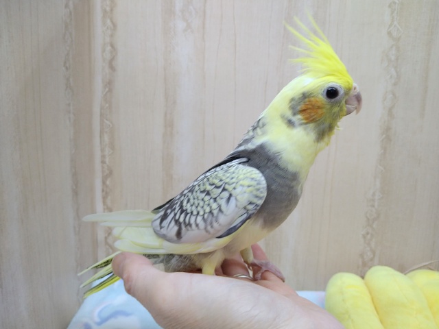 オカメインコ