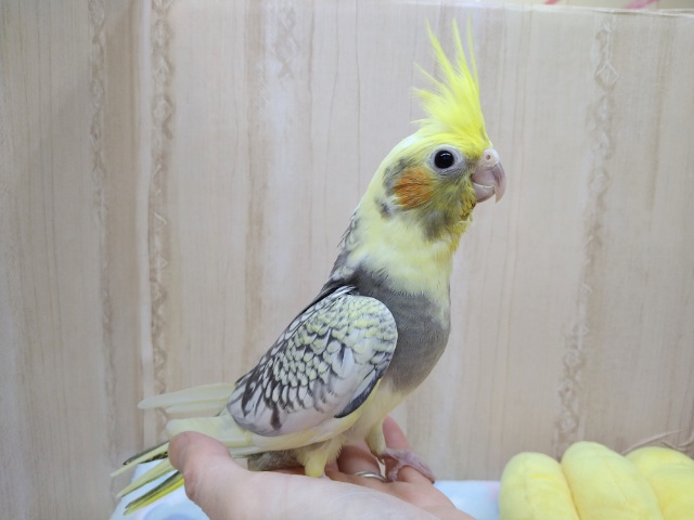 オカメインコ