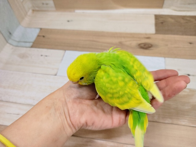 セキセイインコ