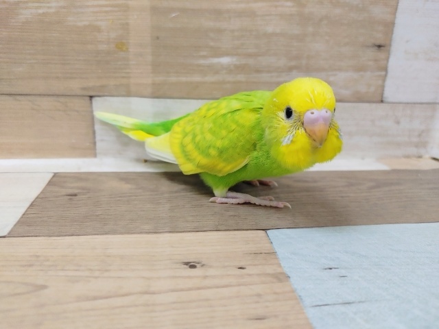 セキセイインコ