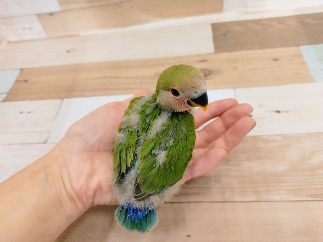 コザクラインコ（小桜インコ）