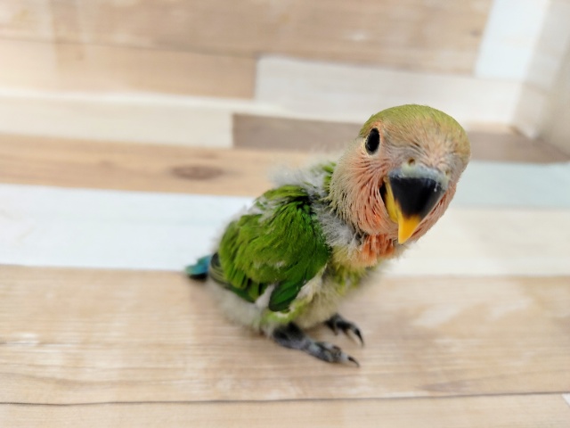 コザクラインコ（小桜インコ）