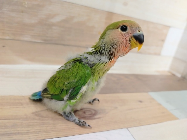 コザクラインコ（小桜インコ）