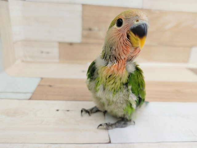 コザクラインコ（小桜インコ）