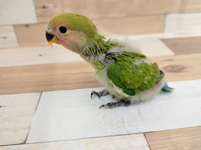 コザクラインコ（小桜インコ）