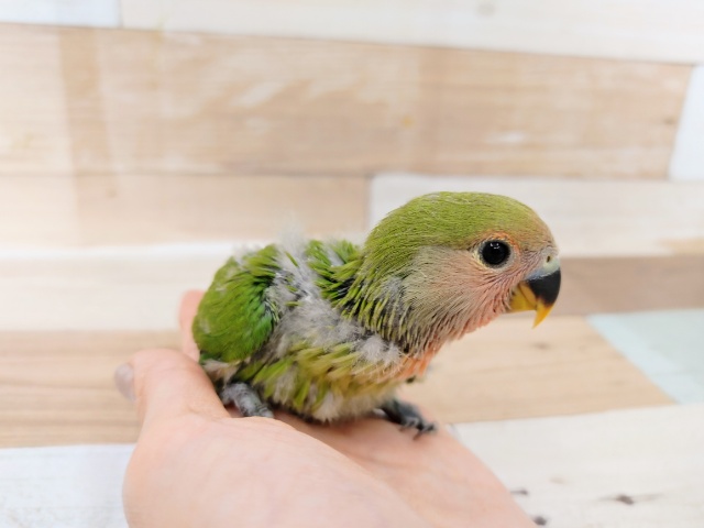 コザクラインコ（小桜インコ）
