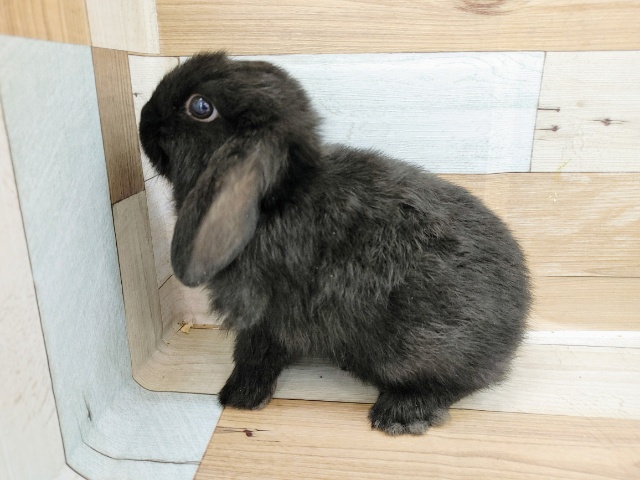 ロップイヤーラビット
