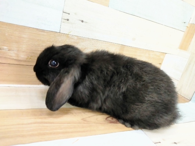 ロップイヤーラビット