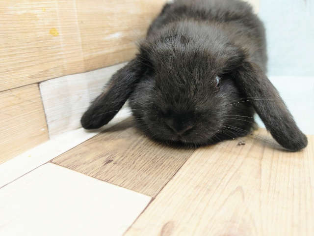 ロップイヤーラビット