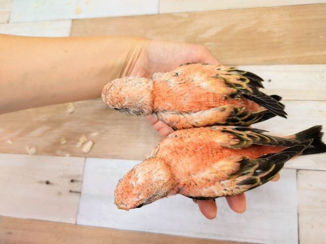 アキクサインコ（秋草インコ）