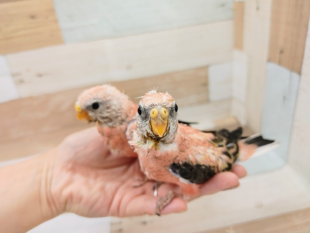 アキクサインコ（秋草インコ）