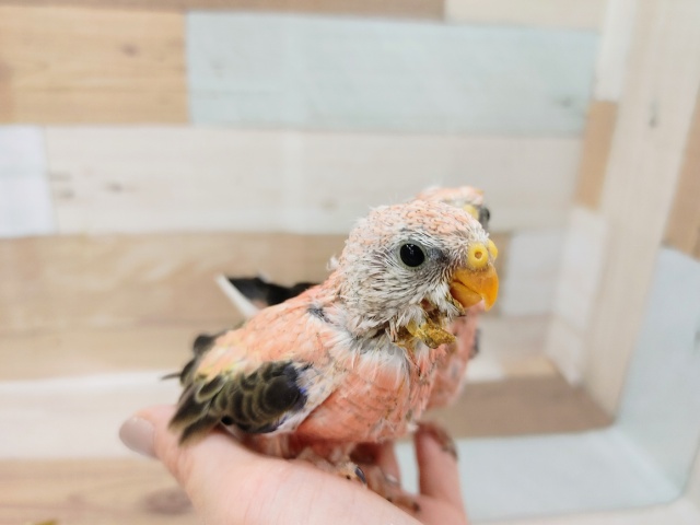 アキクサインコ（秋草インコ）