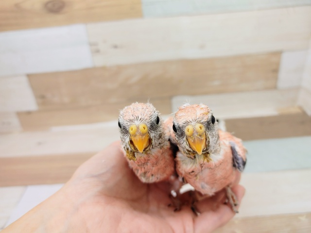 アキクサインコ（秋草インコ）