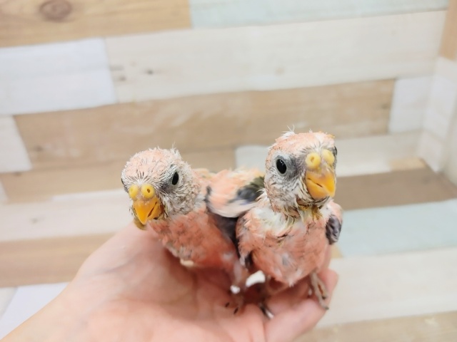 アキクサインコ（秋草インコ）