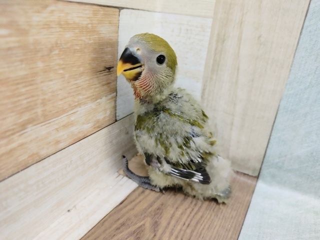 コザクラインコ（小桜インコ）