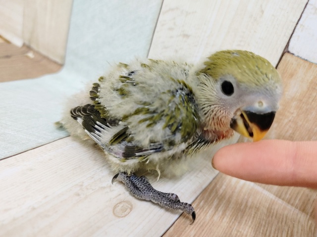 コザクラインコ（小桜インコ）