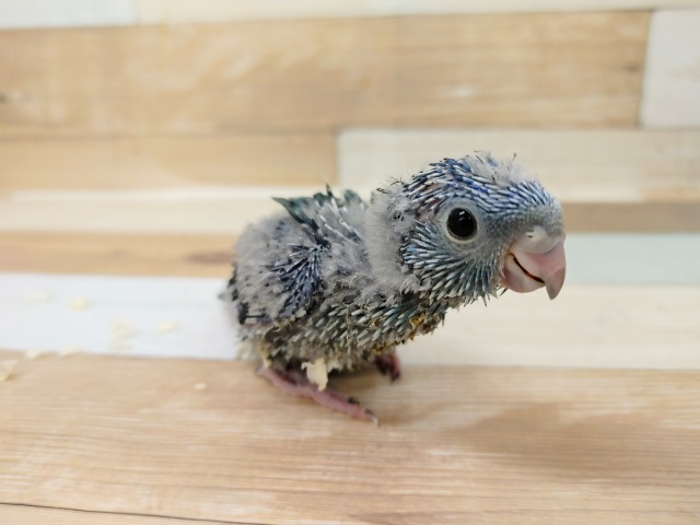 サザナミインコ