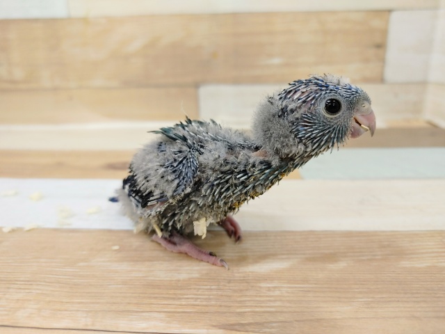 サザナミインコ