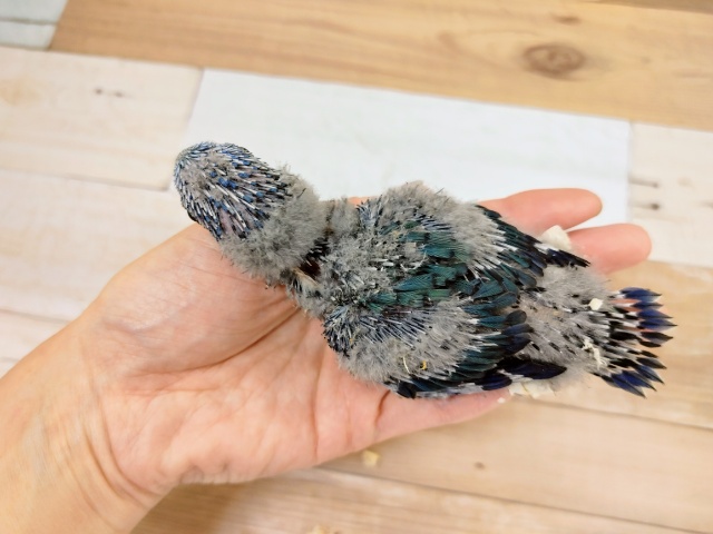 サザナミインコ