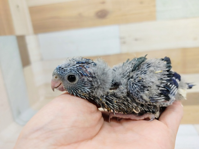 サザナミインコ