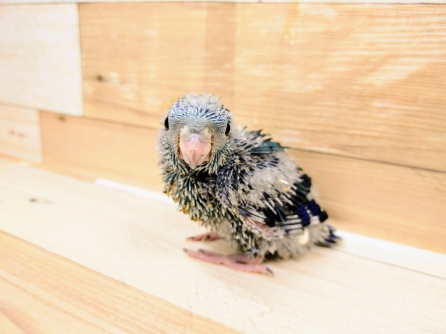 サザナミインコ