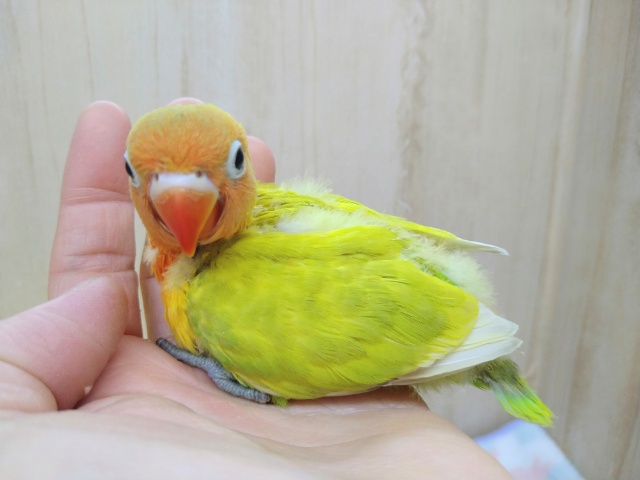 ヤマブキボタンインコ