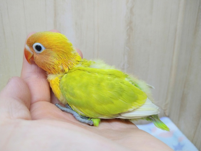 ヤマブキボタンインコ