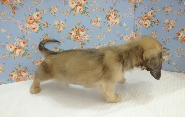 ミニチュアダックス