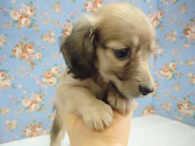 ミニチュアダックス