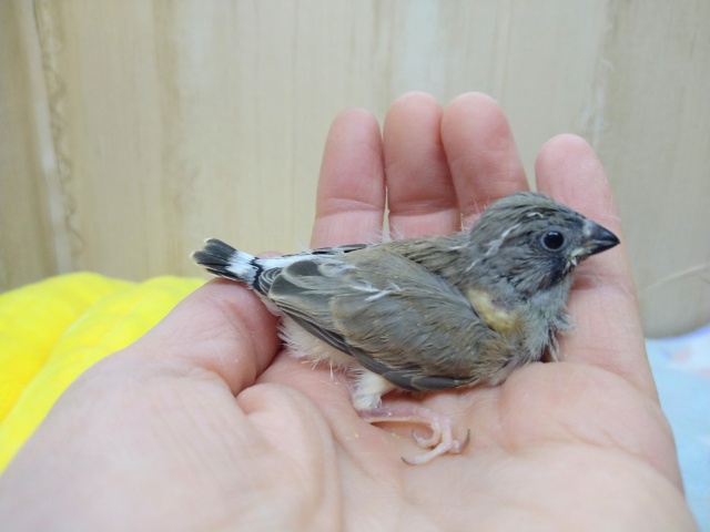 錦花鳥（キンカチョウ）