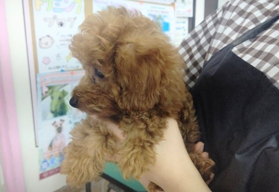 トイプードル
