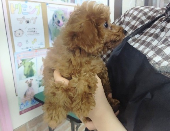 トイプードル