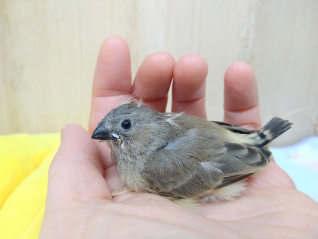 錦花鳥（キンカチョウ）