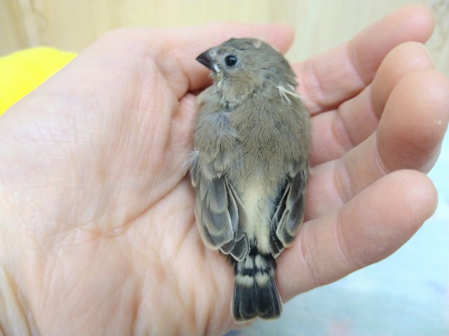 錦花鳥（キンカチョウ）