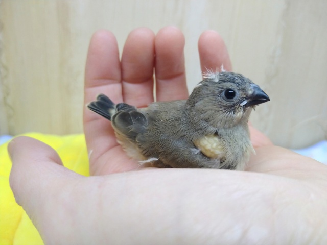 錦花鳥（キンカチョウ）