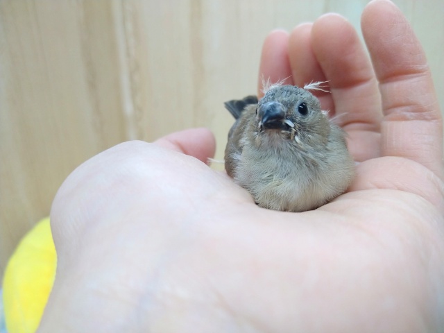 錦花鳥（キンカチョウ）