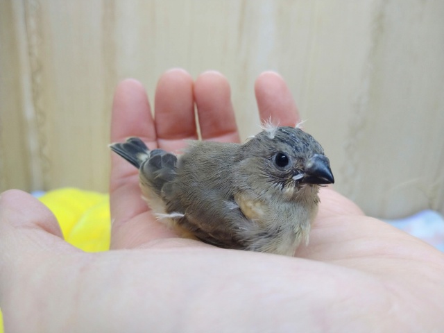 錦花鳥（キンカチョウ）