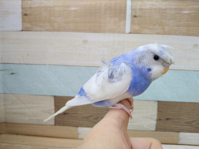 羽衣セキセイインコ