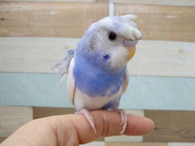 羽衣セキセイインコ