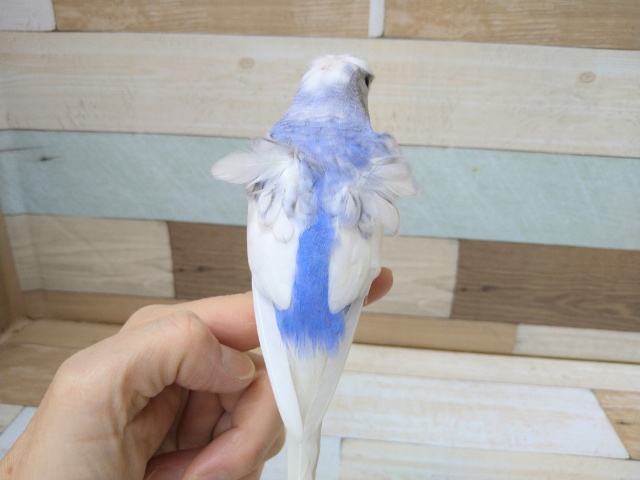 羽衣セキセイインコ